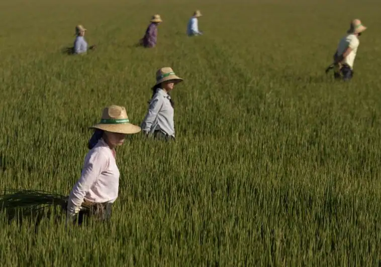 Producción de arroz en España