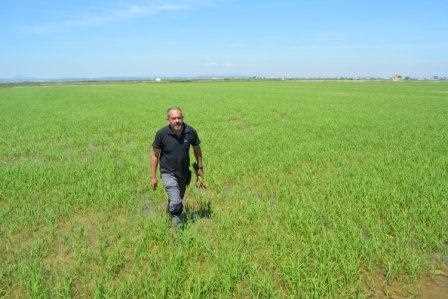 ¿Cuál es el mayor productor de arroz de España?