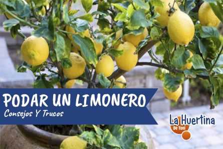 ¿Cuál es la epoca de los limones?