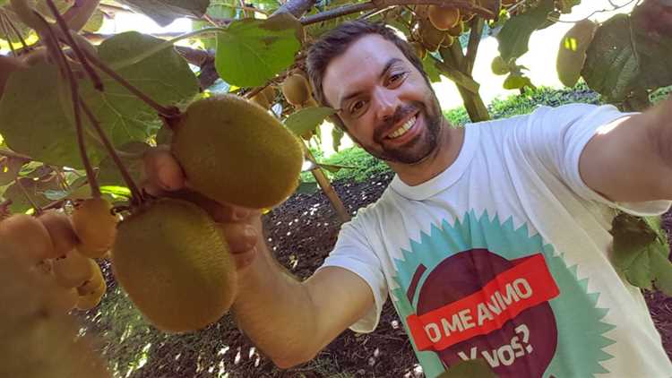 Cómo elegir kiwis frescos y maduros