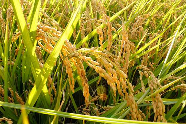 Beneficios del arroz integral