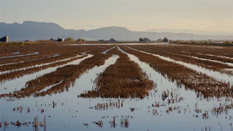 ¿Qué arroz se cultiva en España?