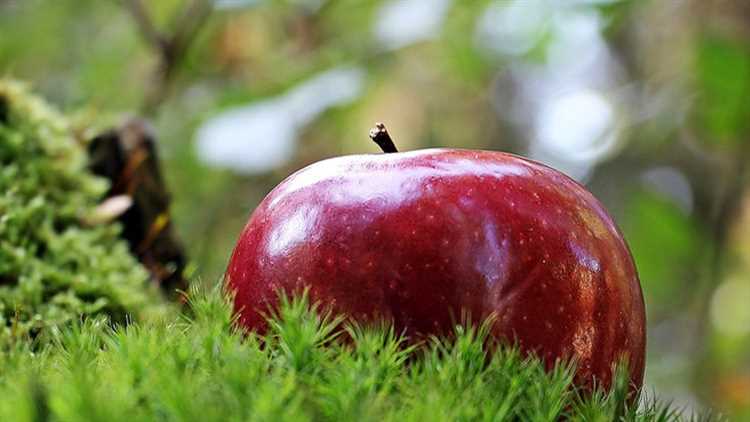 Descubre la fruta prohibida del Edén